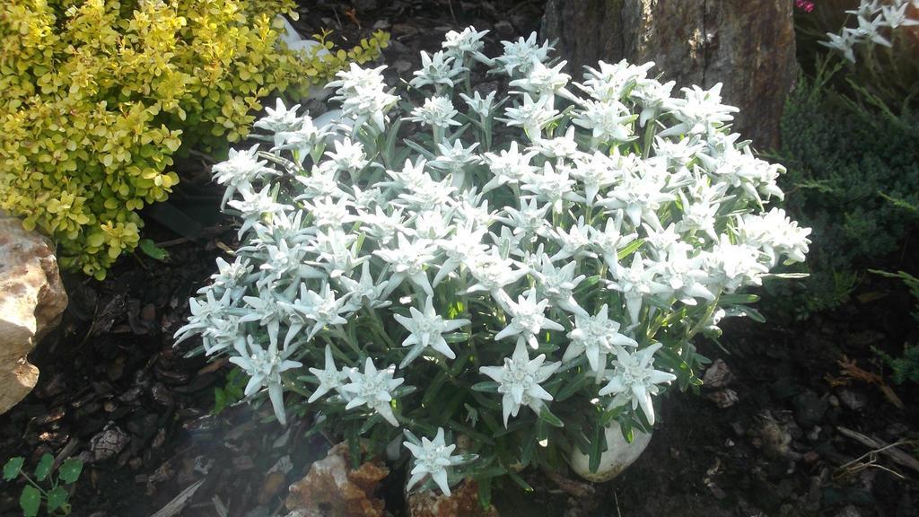 Residence Garni Il Giglio 코메차두라 외부 사진